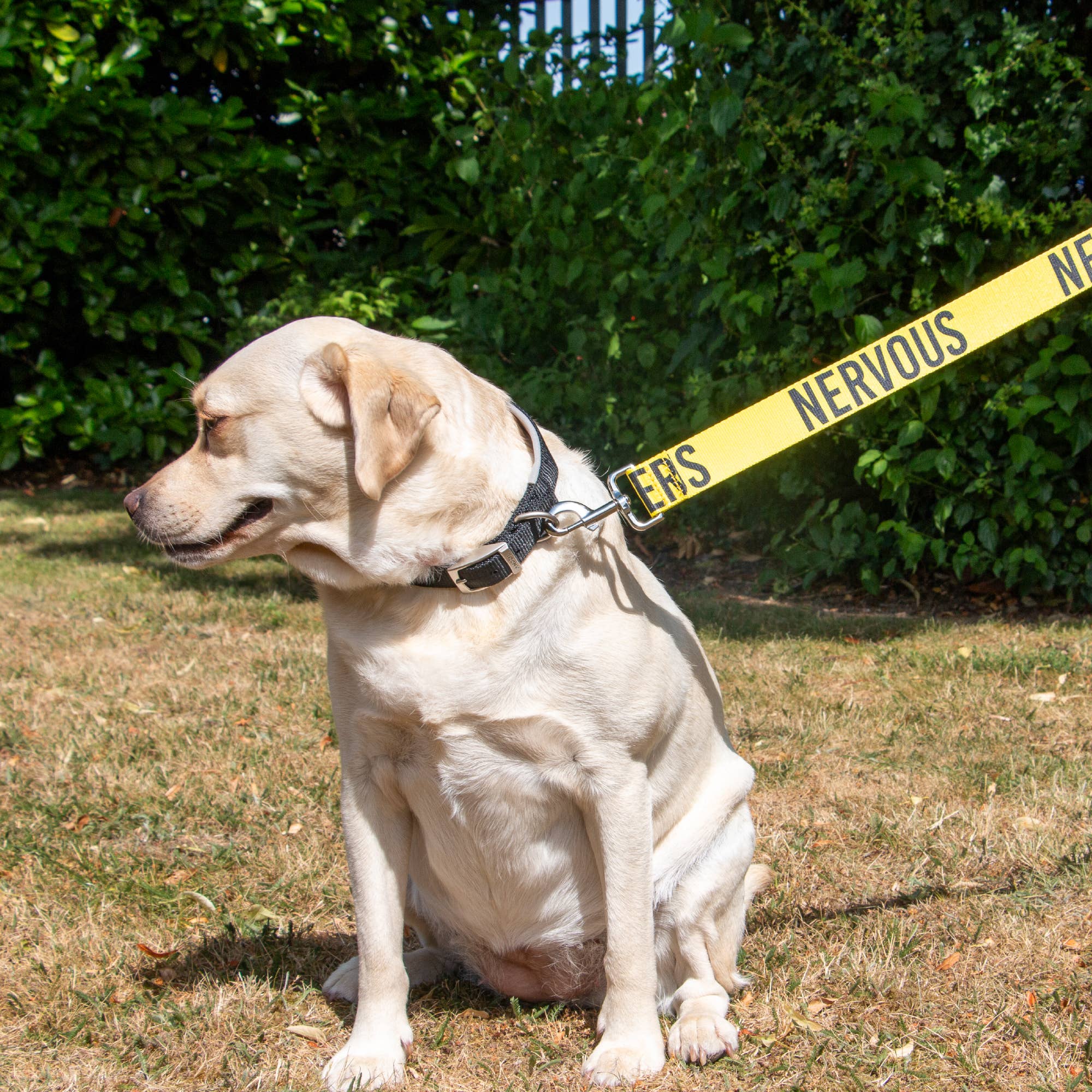Awareness Training & Safety Dog lead 1.5m - Image 5