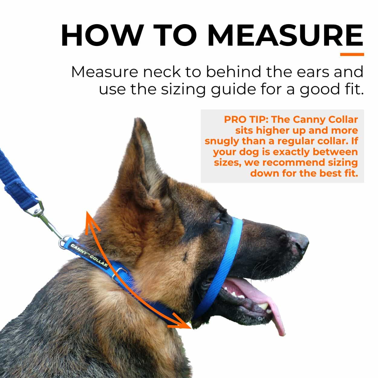 Canny Collar No Pull Dog Headcollar | Gentle, Kind, Comfy - Image 6