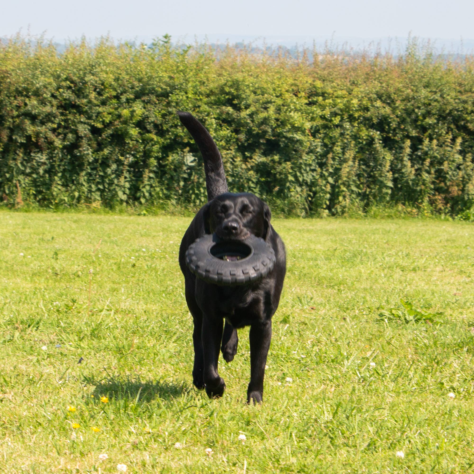 Extreme Tyre Tough Dog Toy - Image 3