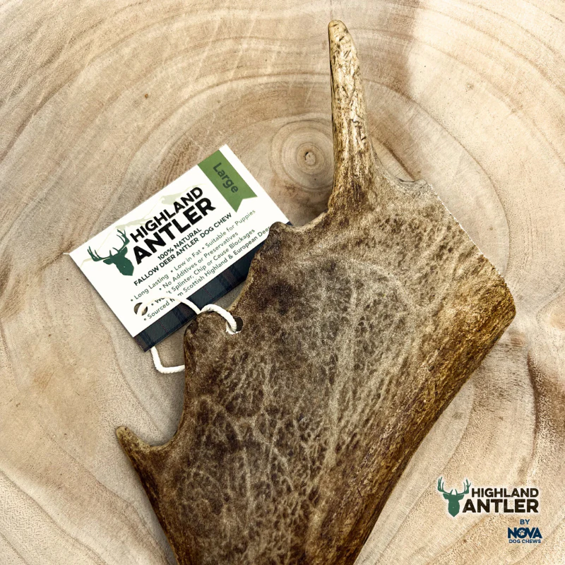 Fallow Deer Antler - Image 2
