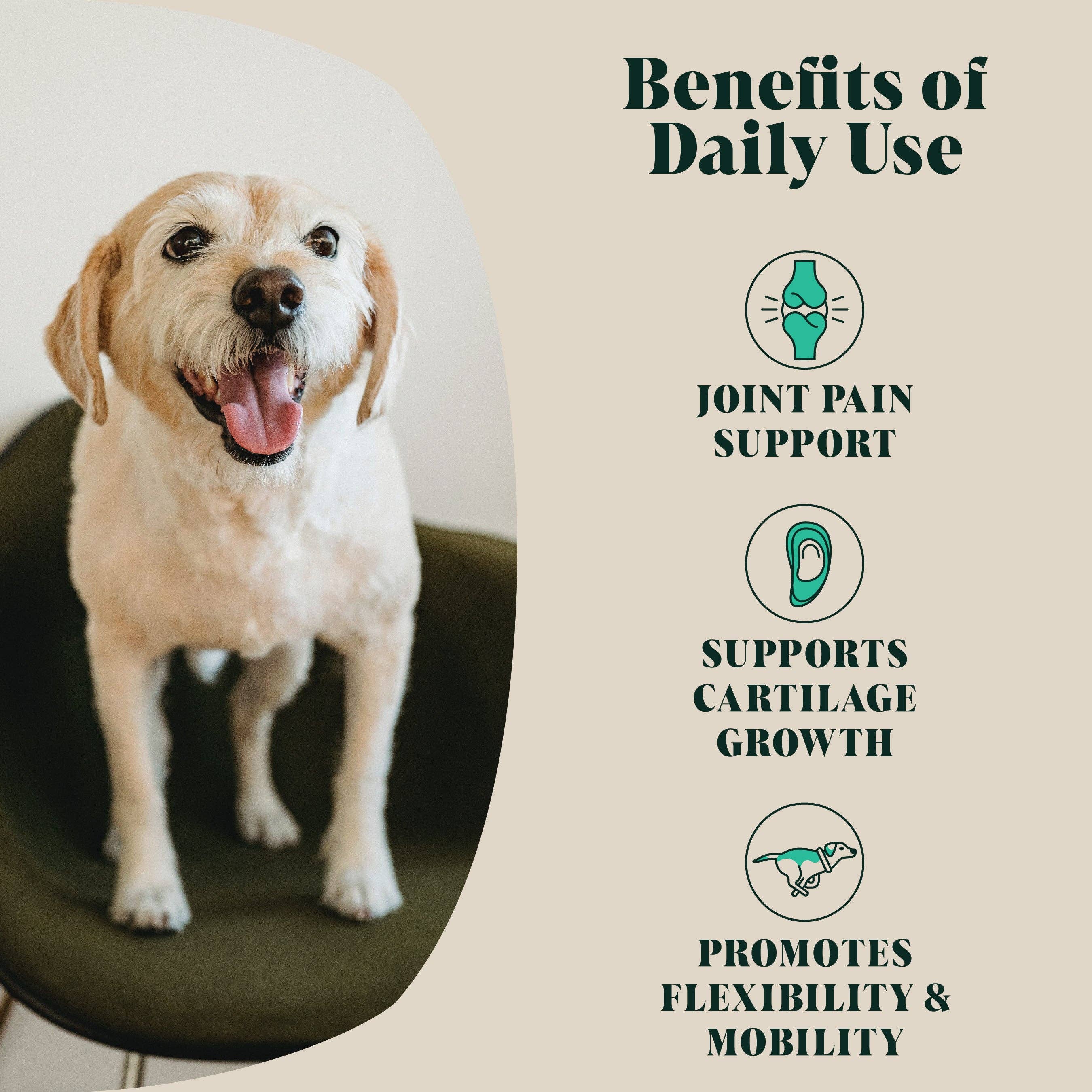 Green Lipped Mussel Powder for Dogs | 80 Servings - Image 4