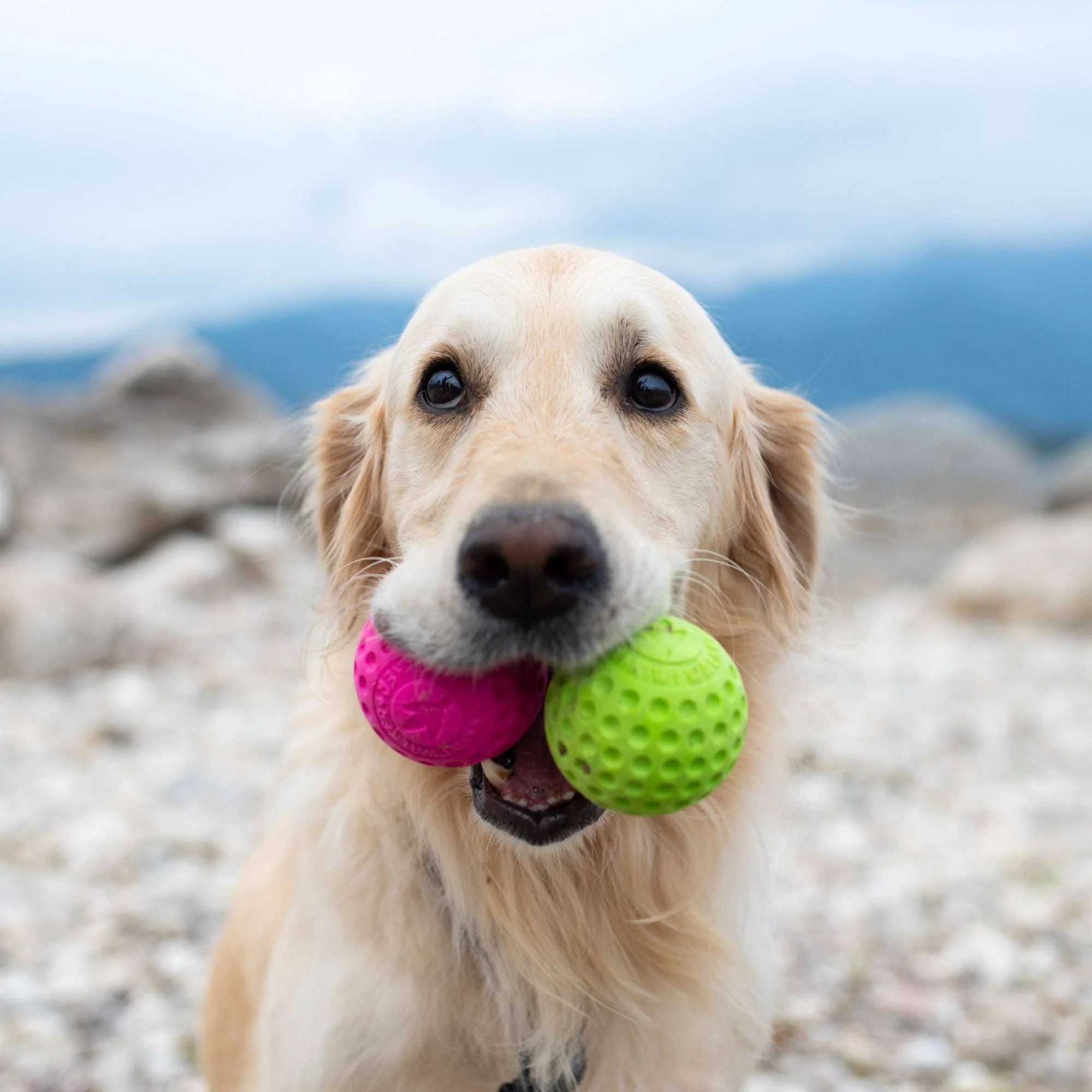 KIWI Walker - Dog Ball MAXI - Image 10