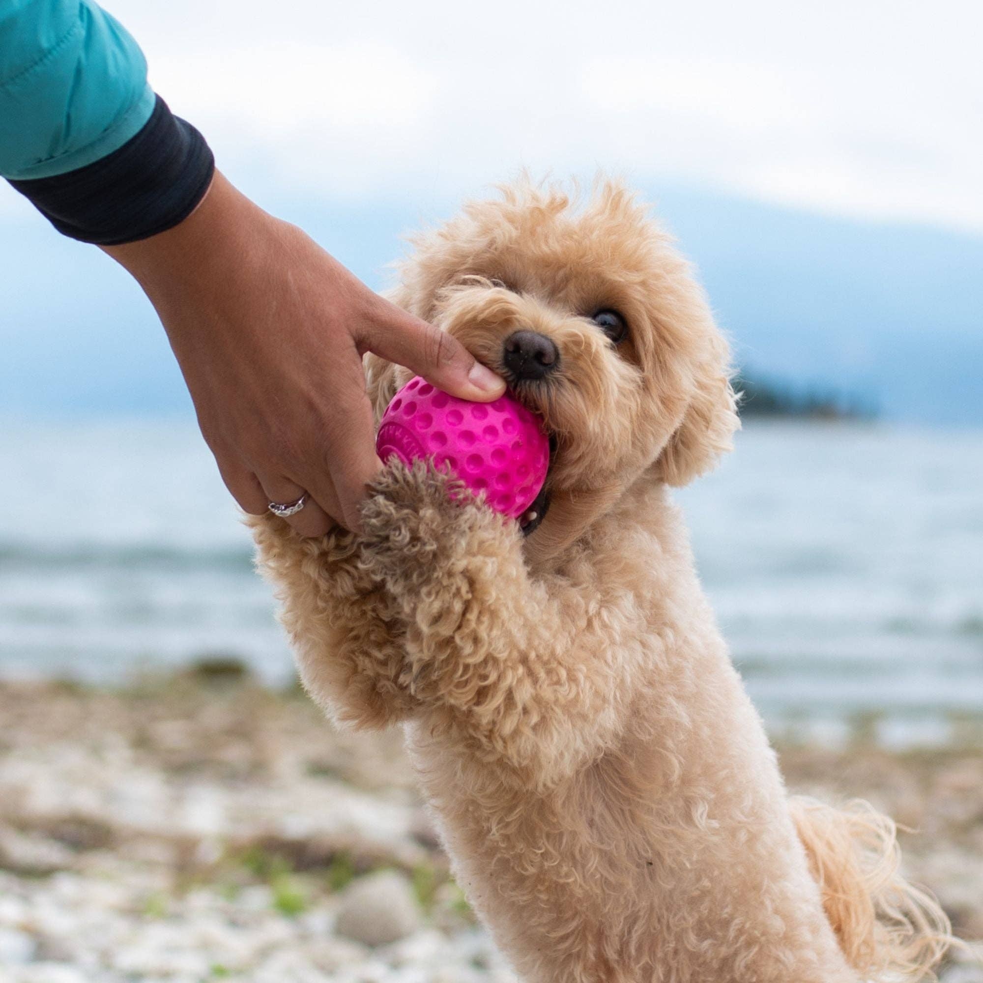 KIWI Walker - Dog Ball MAXI - Image 12