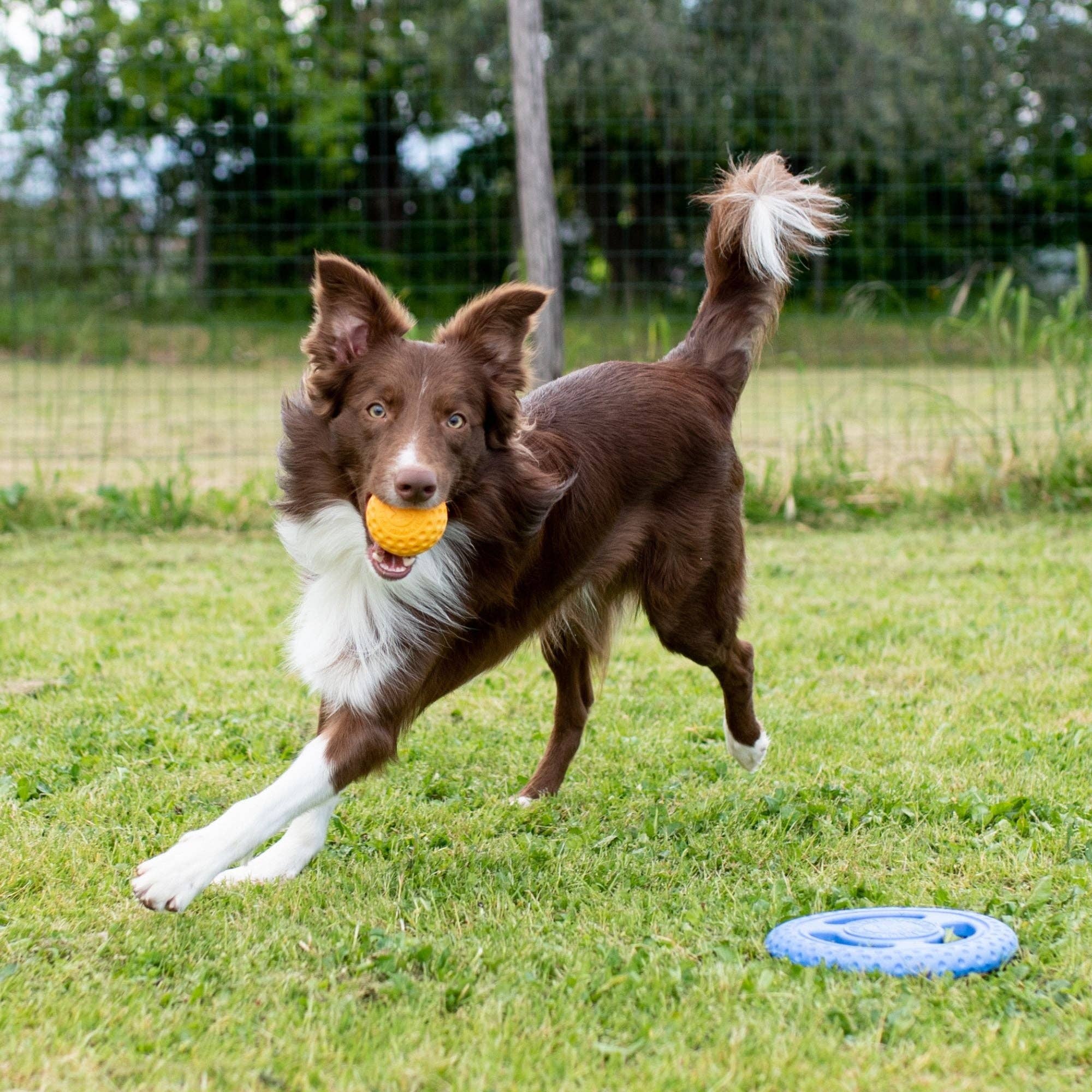 KIWI Walker - Dog Ball MAXI - Image 6