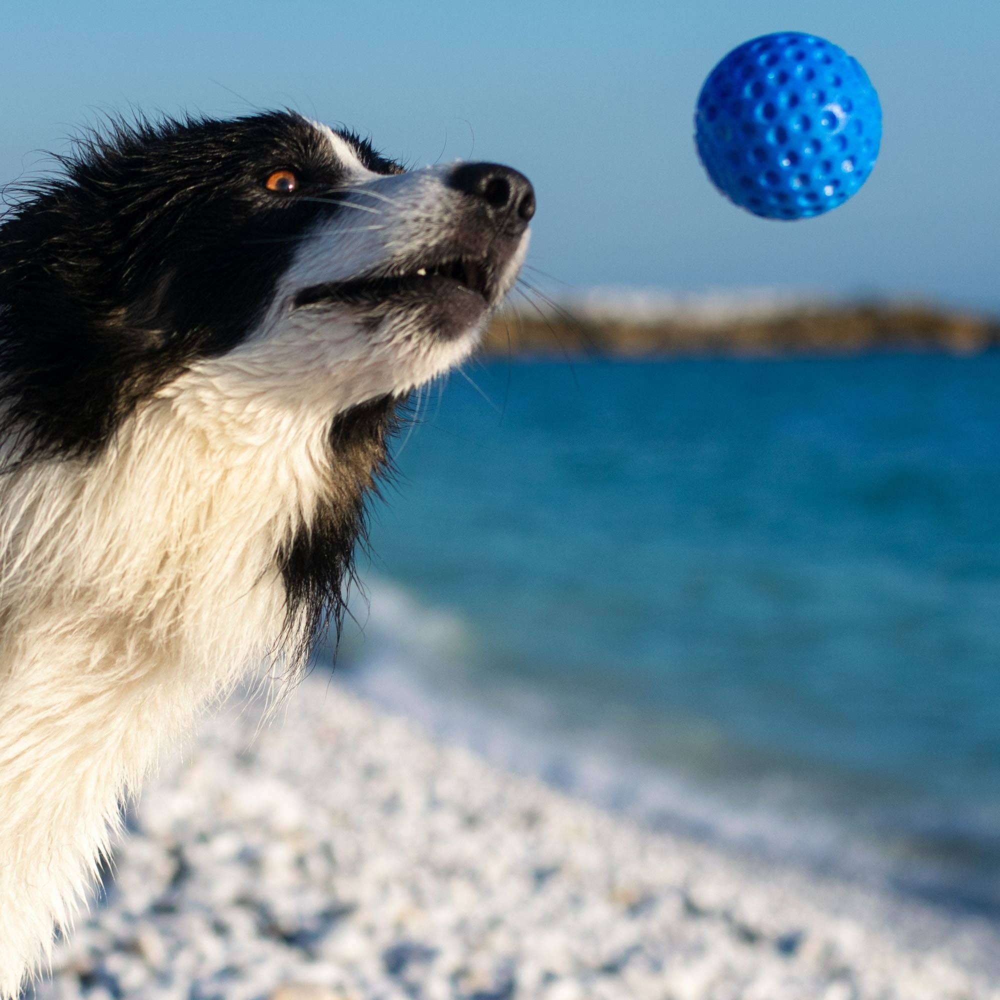 KIWI Walker - Dog Ball MAXI - Image 8