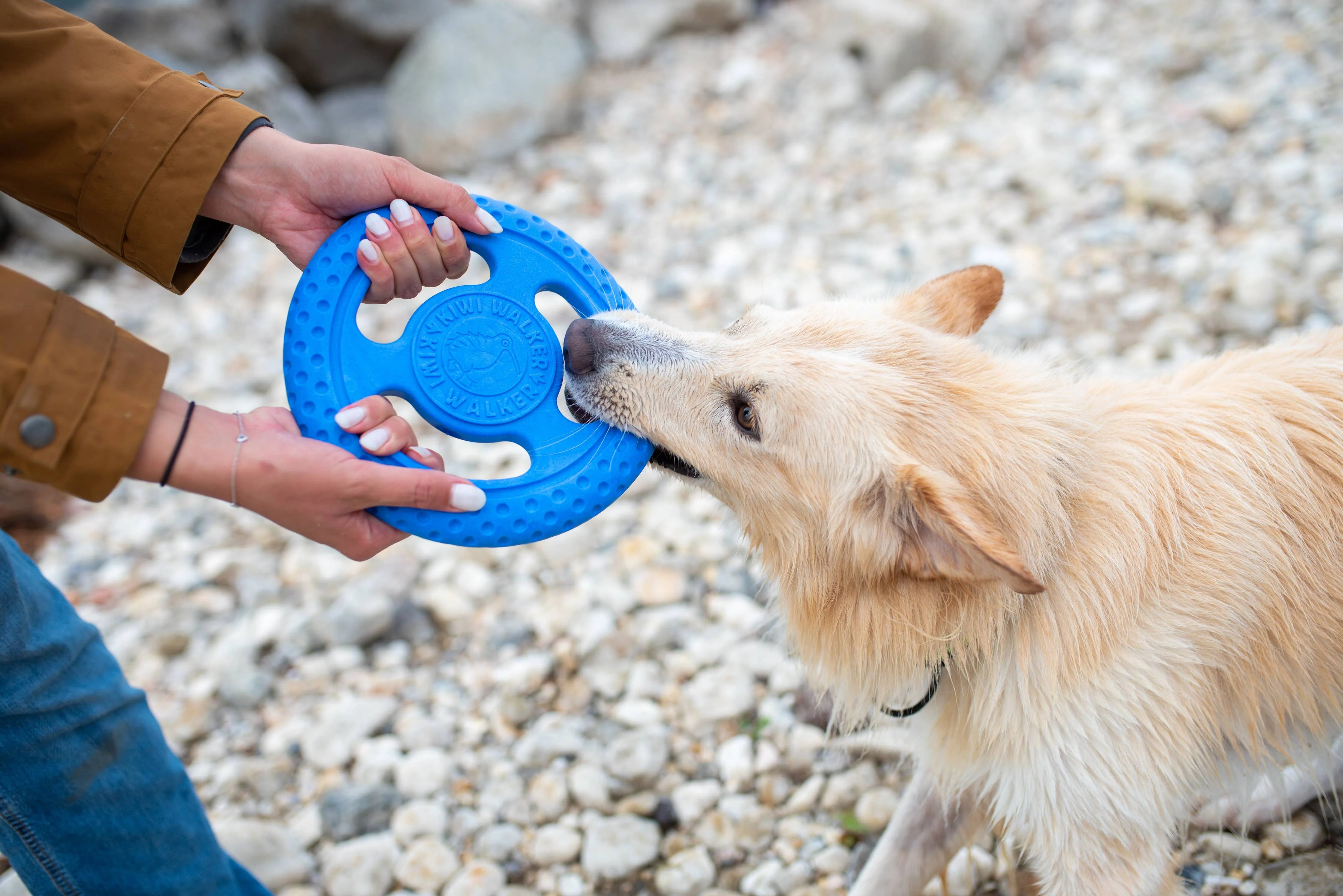 KIWI Walker Dog Toy TPR Foam Frisbee - Image 6