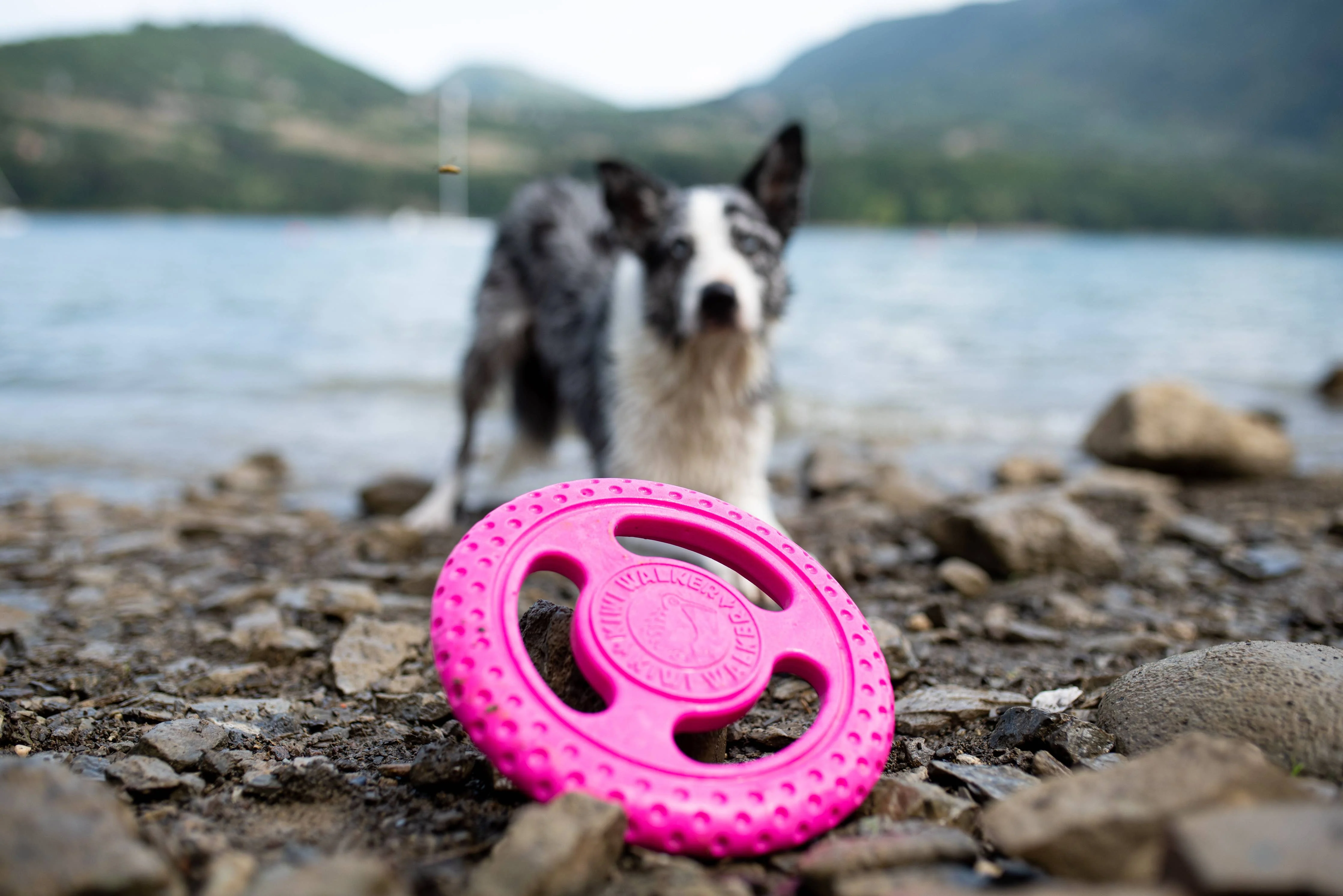 KIWI Walker Dog Toy TPR Foam Frisbee - Image 7