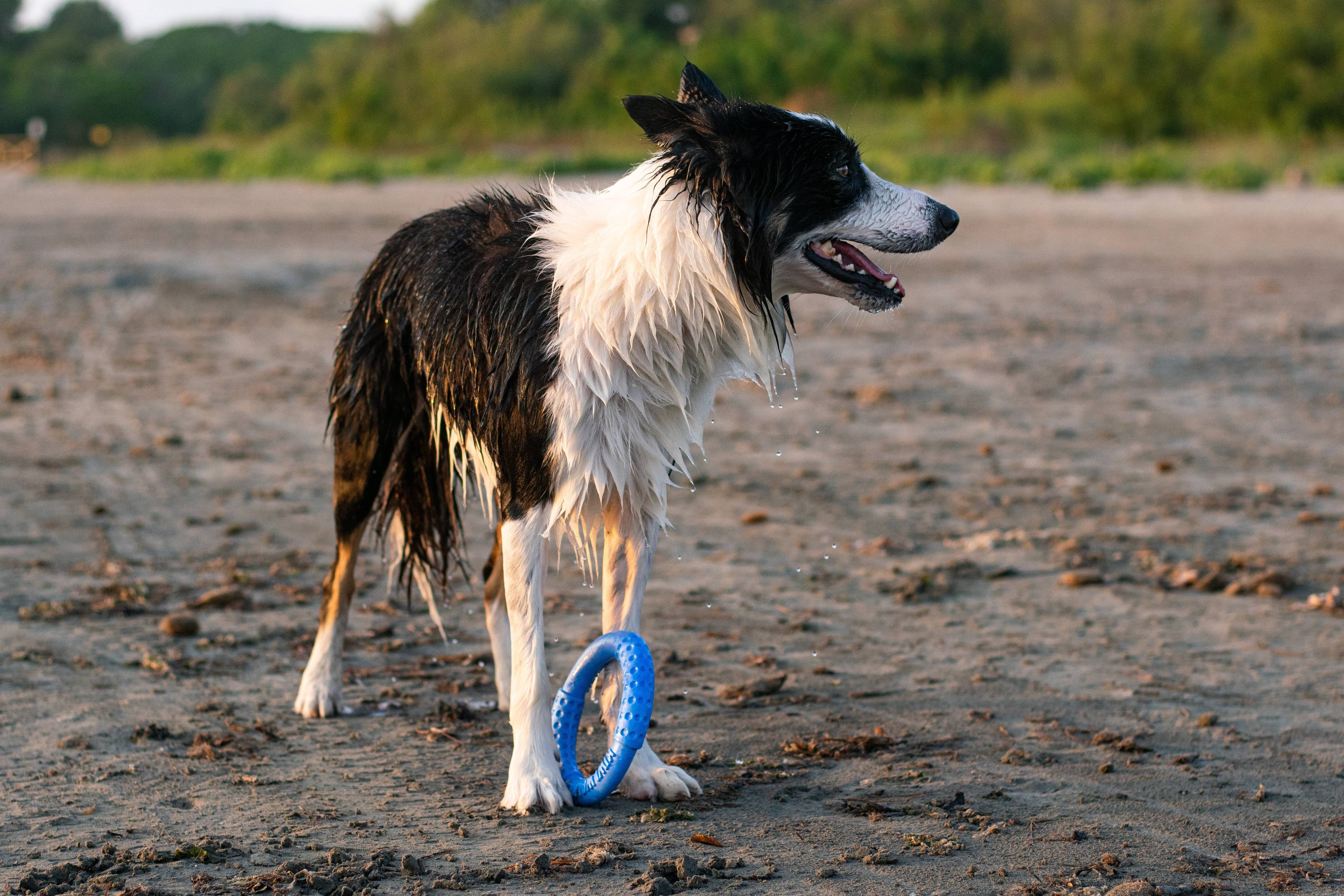 KIWI WALKER Dog Toy TPR Ring - MAXI - Image 10