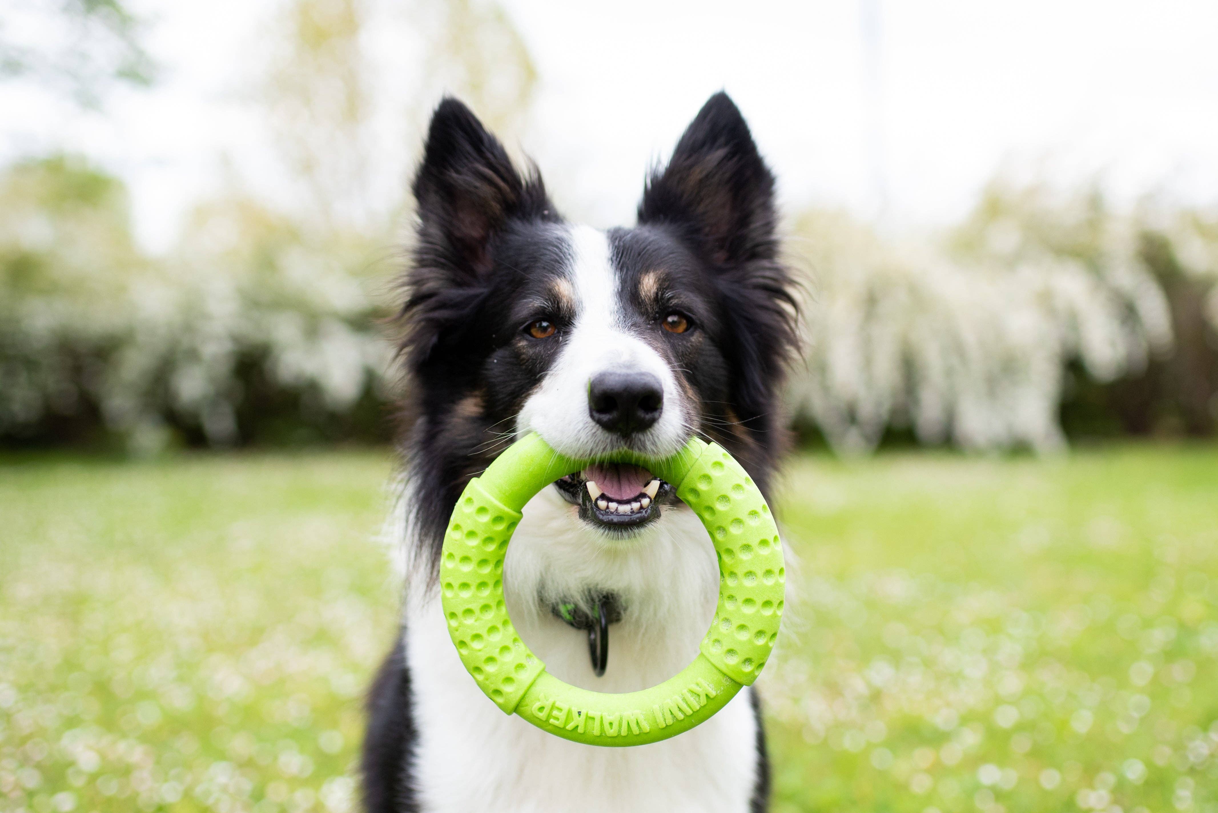 KIWI WALKER Dog Toy TPR Ring - MAXI - Image 7