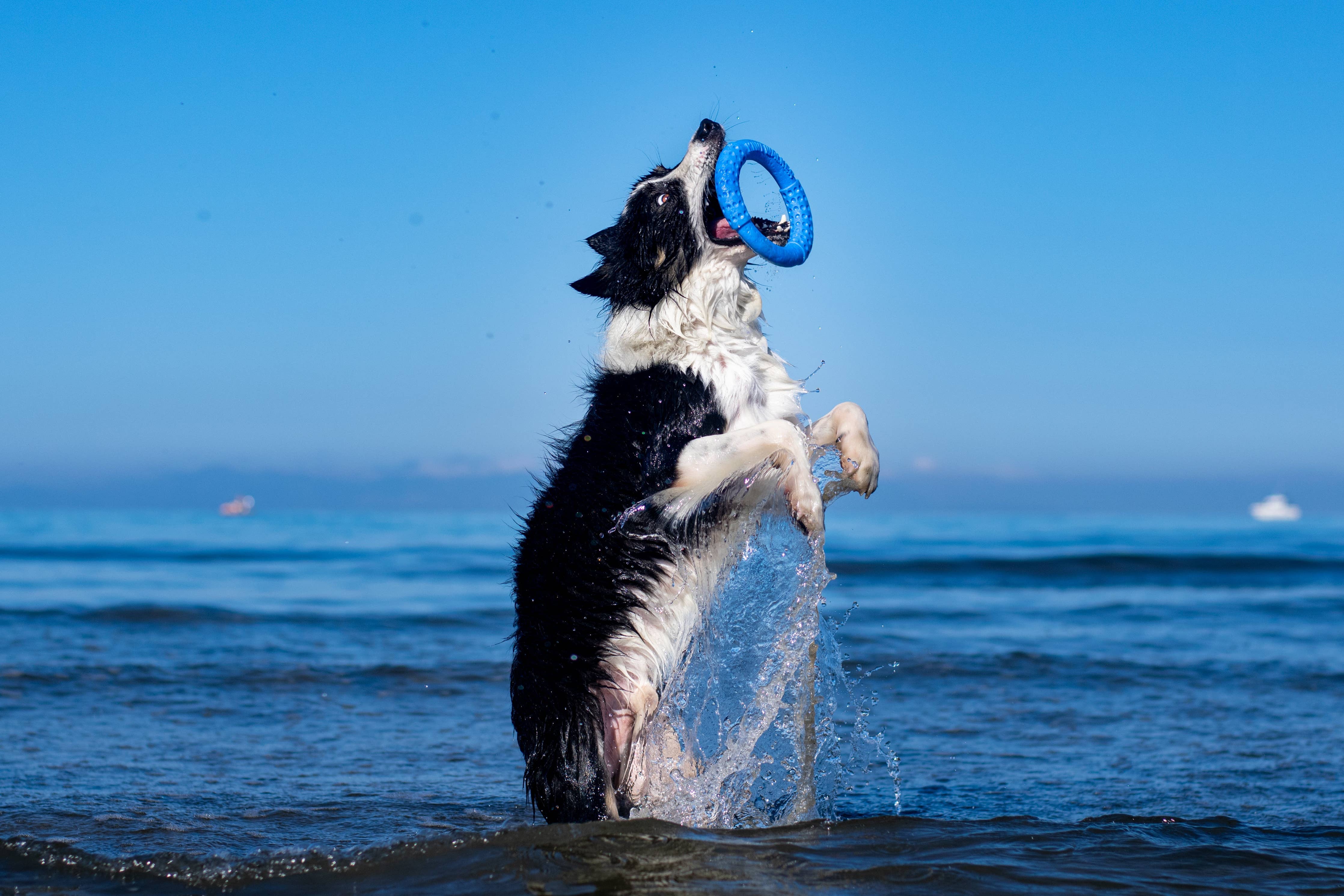 KIWI WALKER Dog Toy TPR Ring - MAXI - Image 8