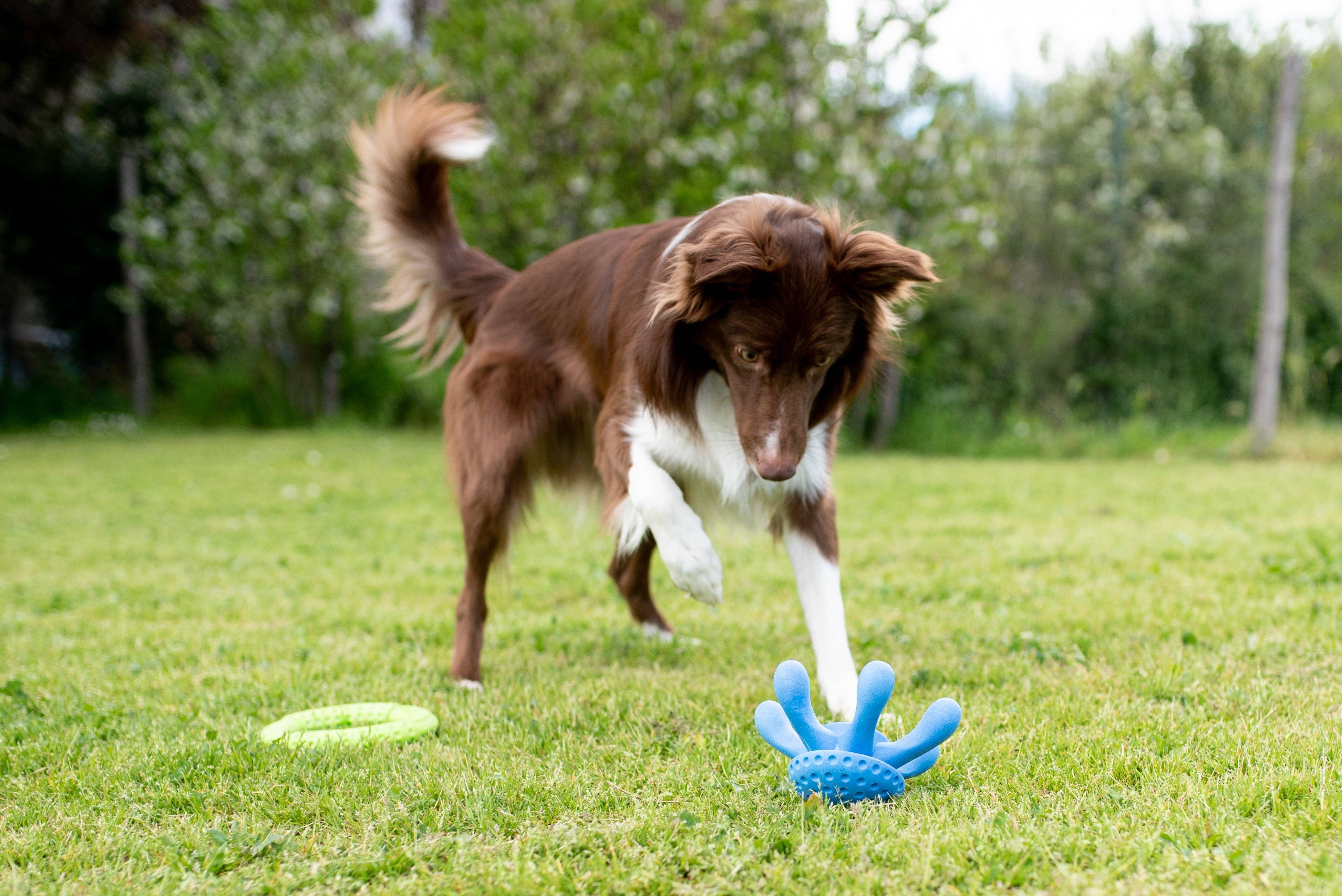 KIWI Walker Octopus Dog Toy - MAXI - Image 10