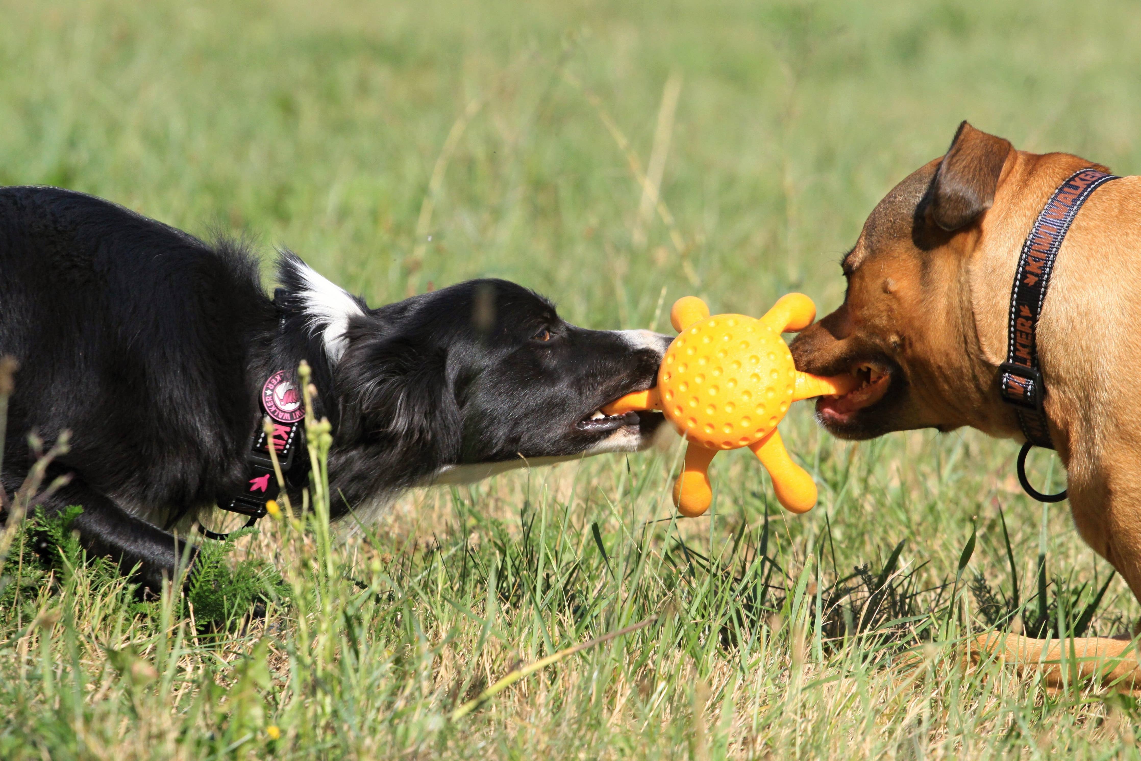 KIWI Walker Octopus Dog Toy - MAXI - Image 6