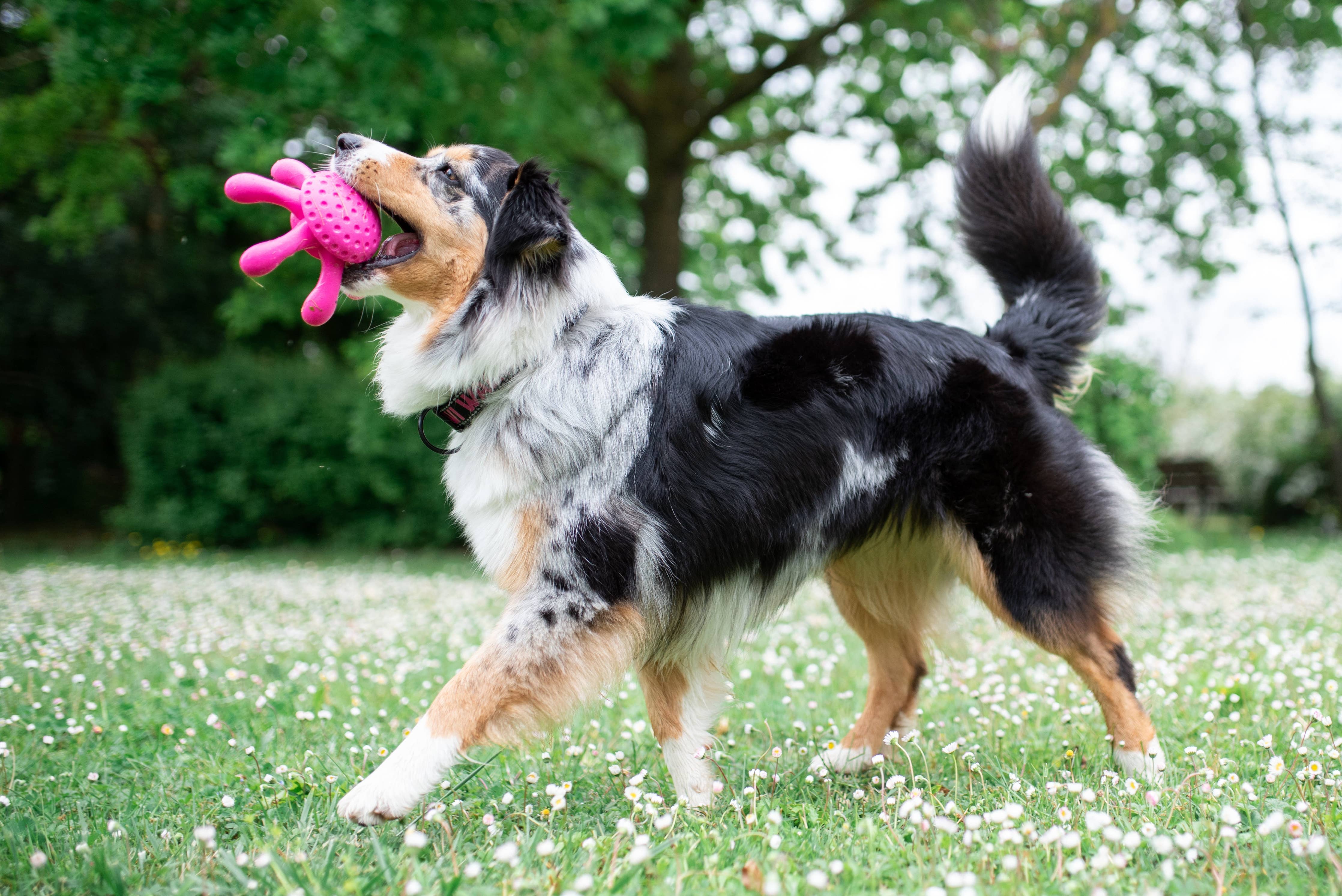 KIWI Walker Octopus Dog Toy - MAXI - Image 8