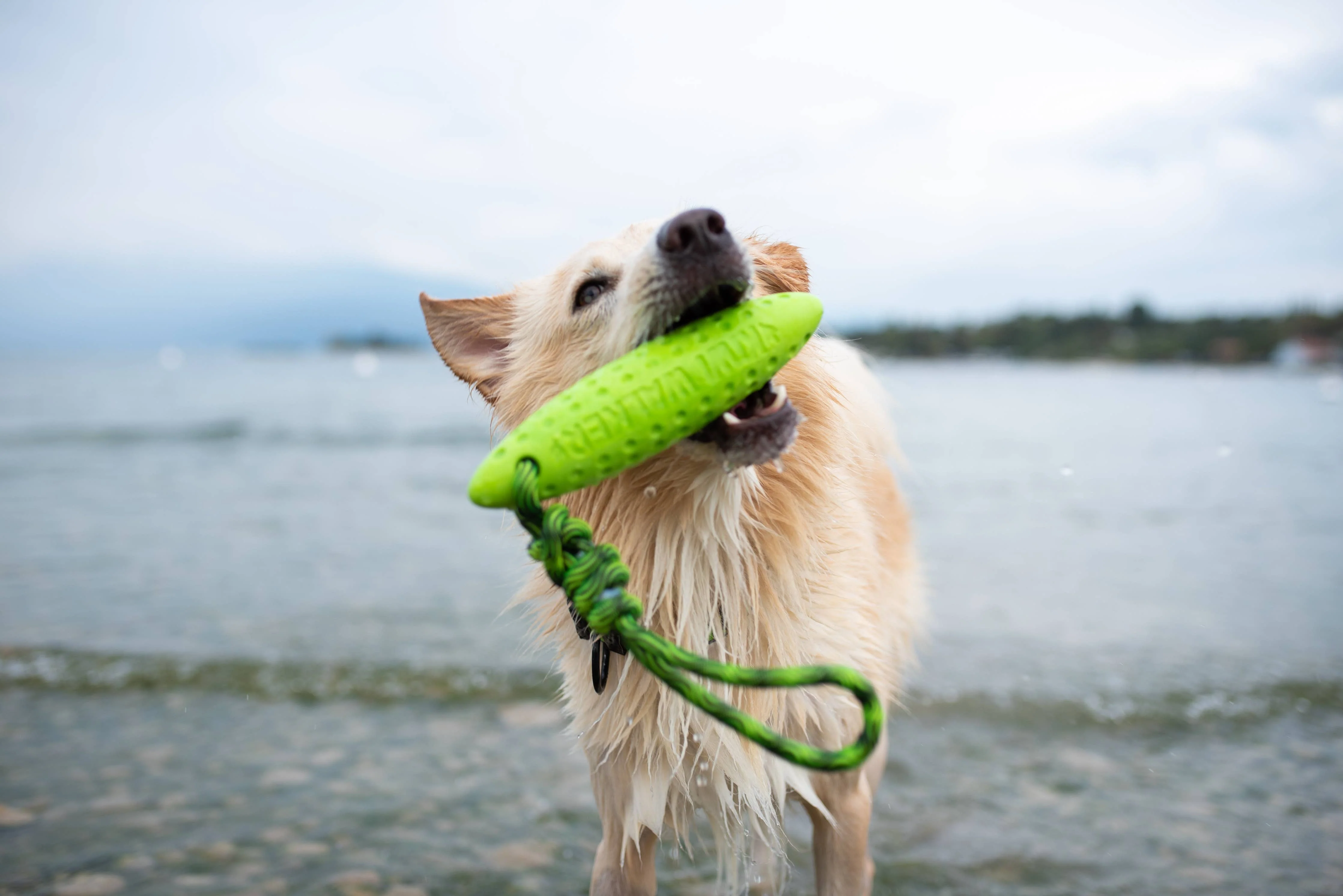 KIWI Walker ZEPPELIN Dog Toy - MAXI - Image 10
