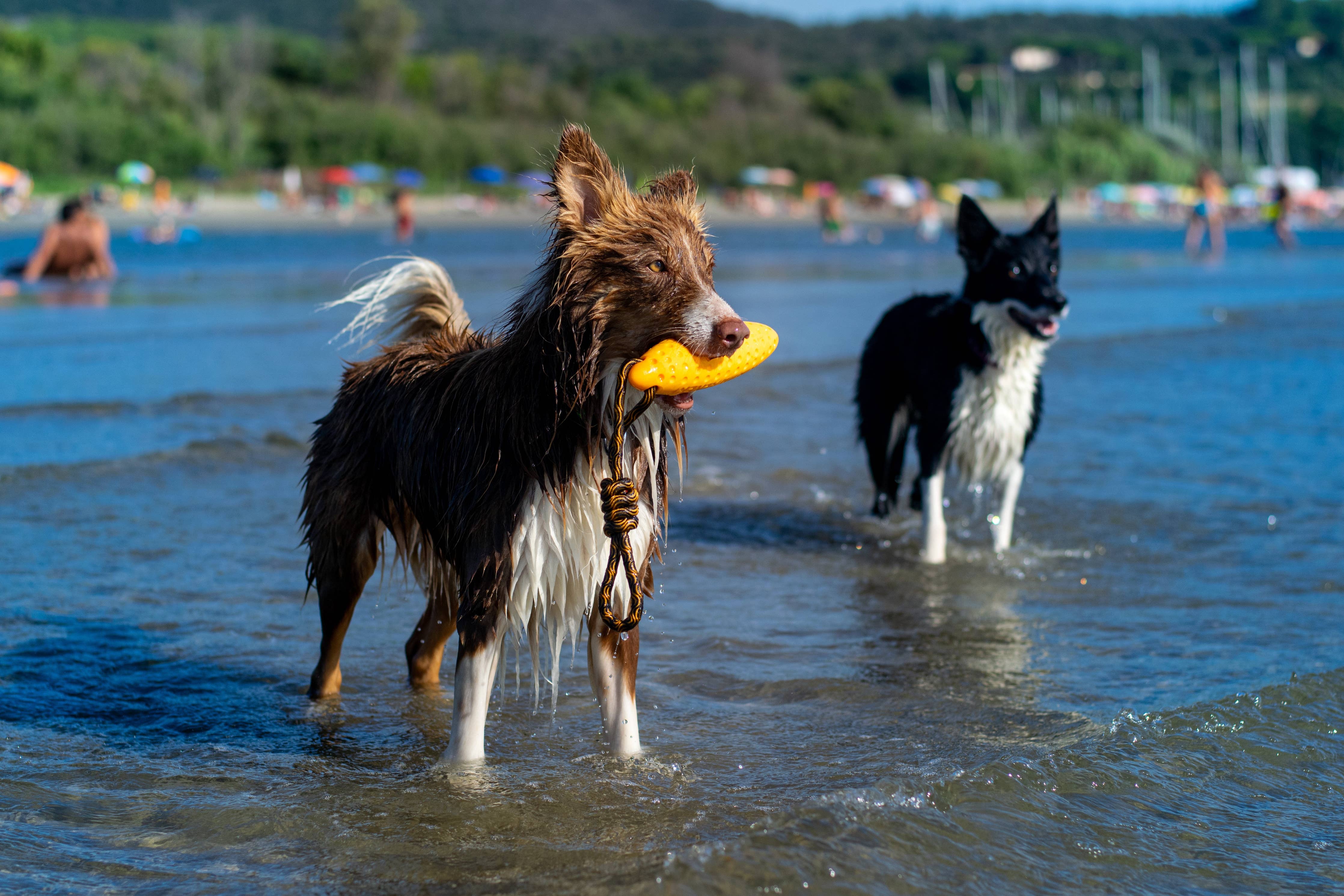 KIWI Walker ZEPPELIN Dog Toy - MAXI - Image 11