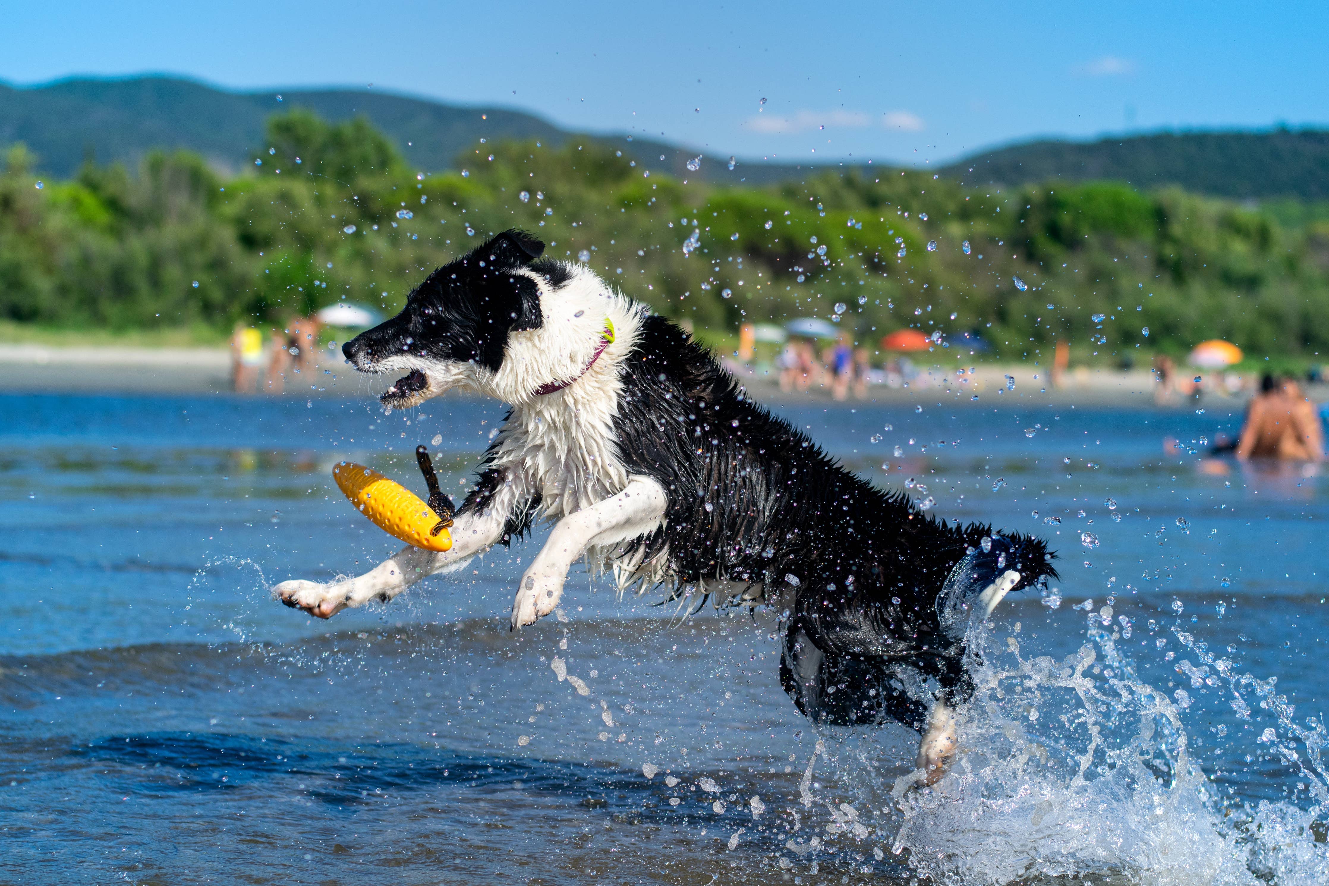 KIWI Walker ZEPPELIN Dog Toy - MAXI - Image 12