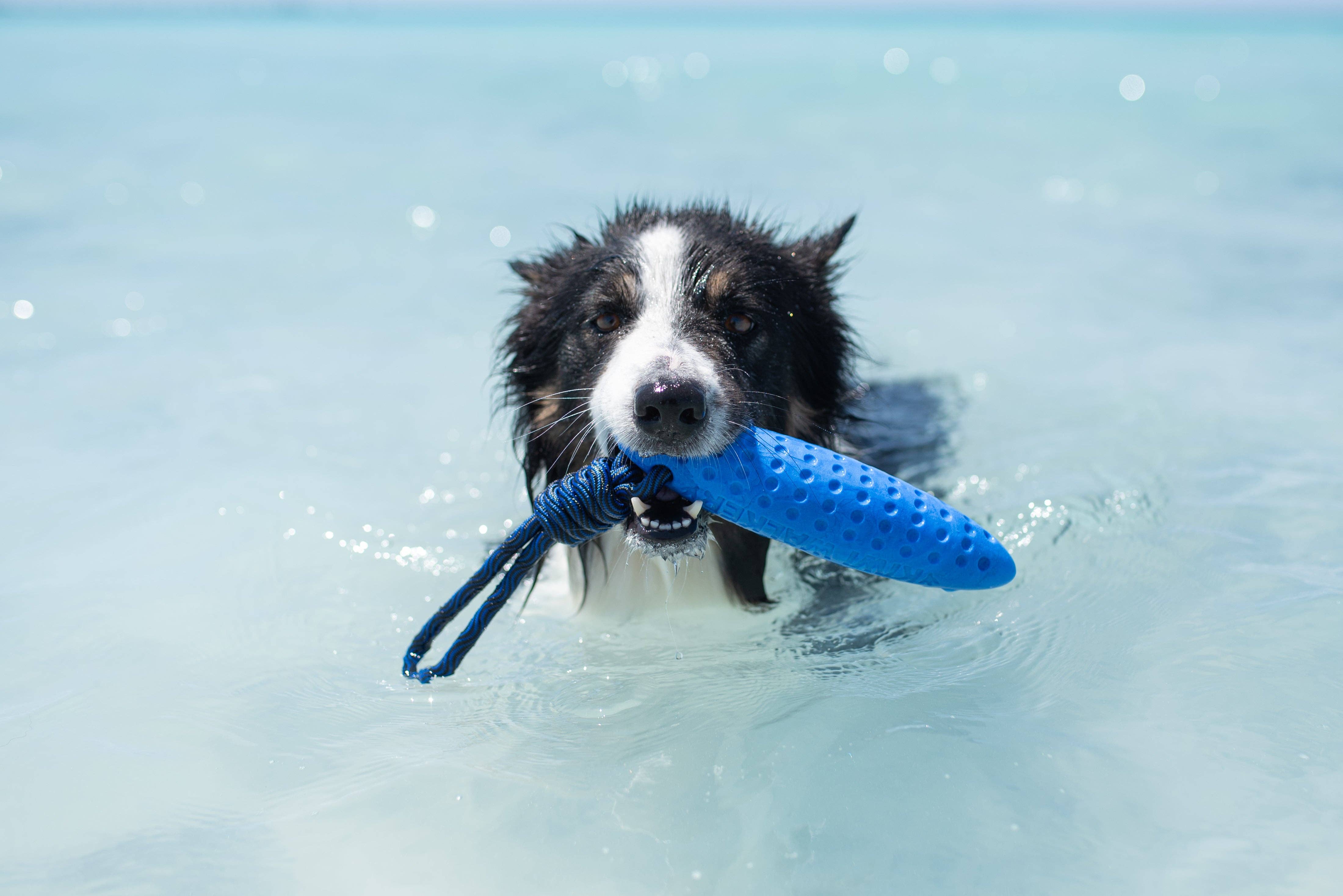 KIWI Walker ZEPPELIN Dog Toy - MAXI - Image 7