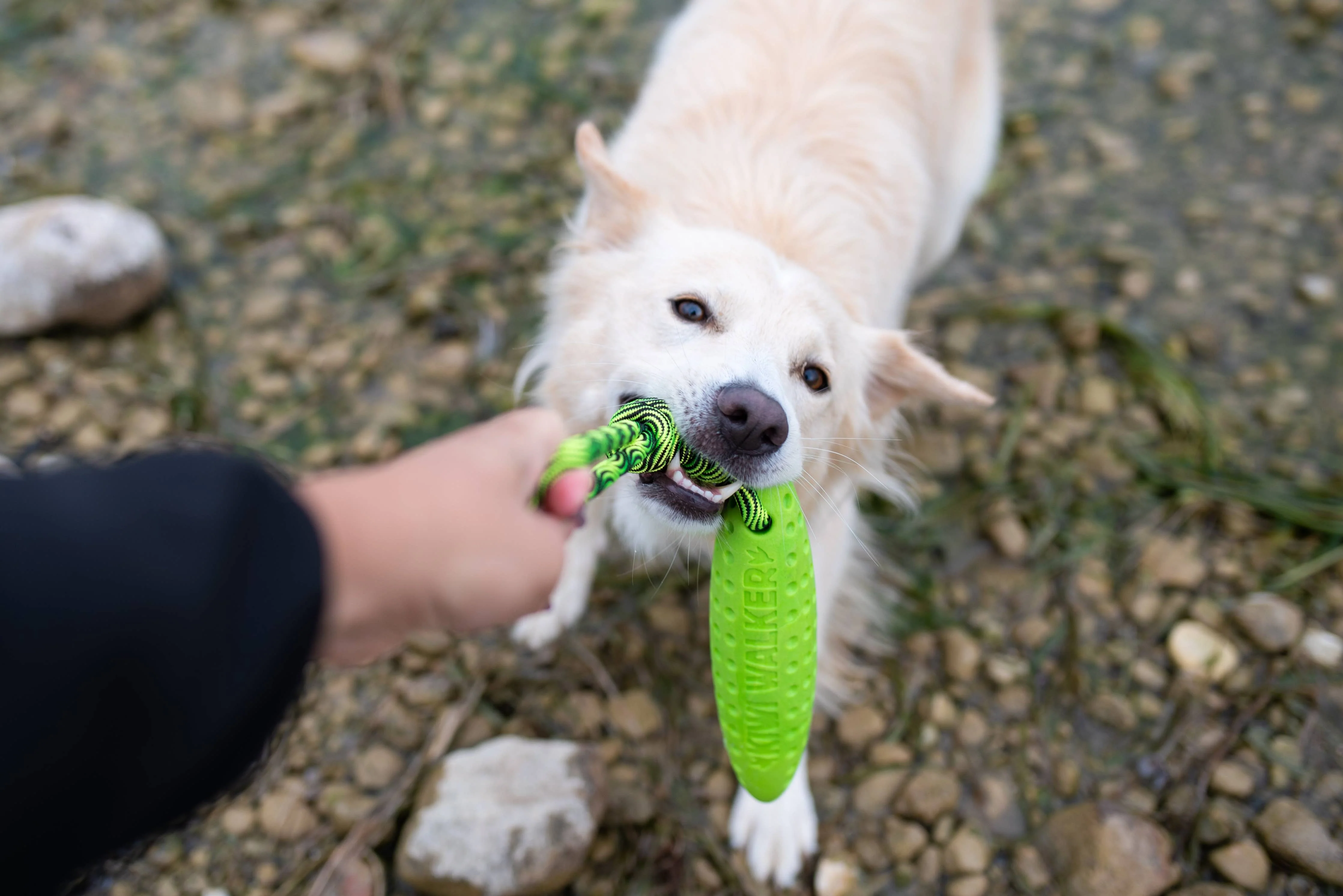 KIWI Walker ZEPPELIN Dog Toy - MAXI - Image 8