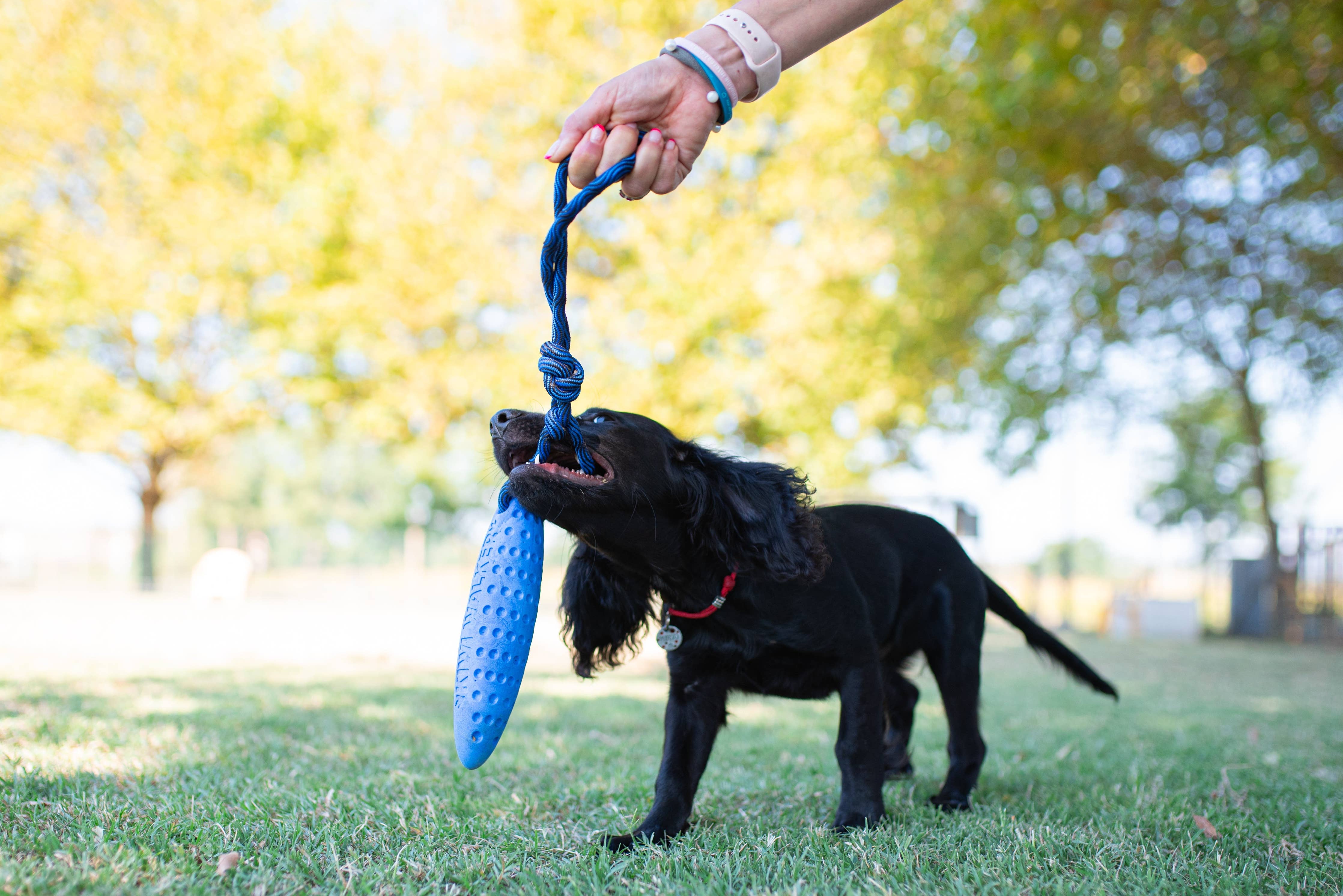 KIWI Walker ZEPPELIN Dog Toy - MAXI - Image 9