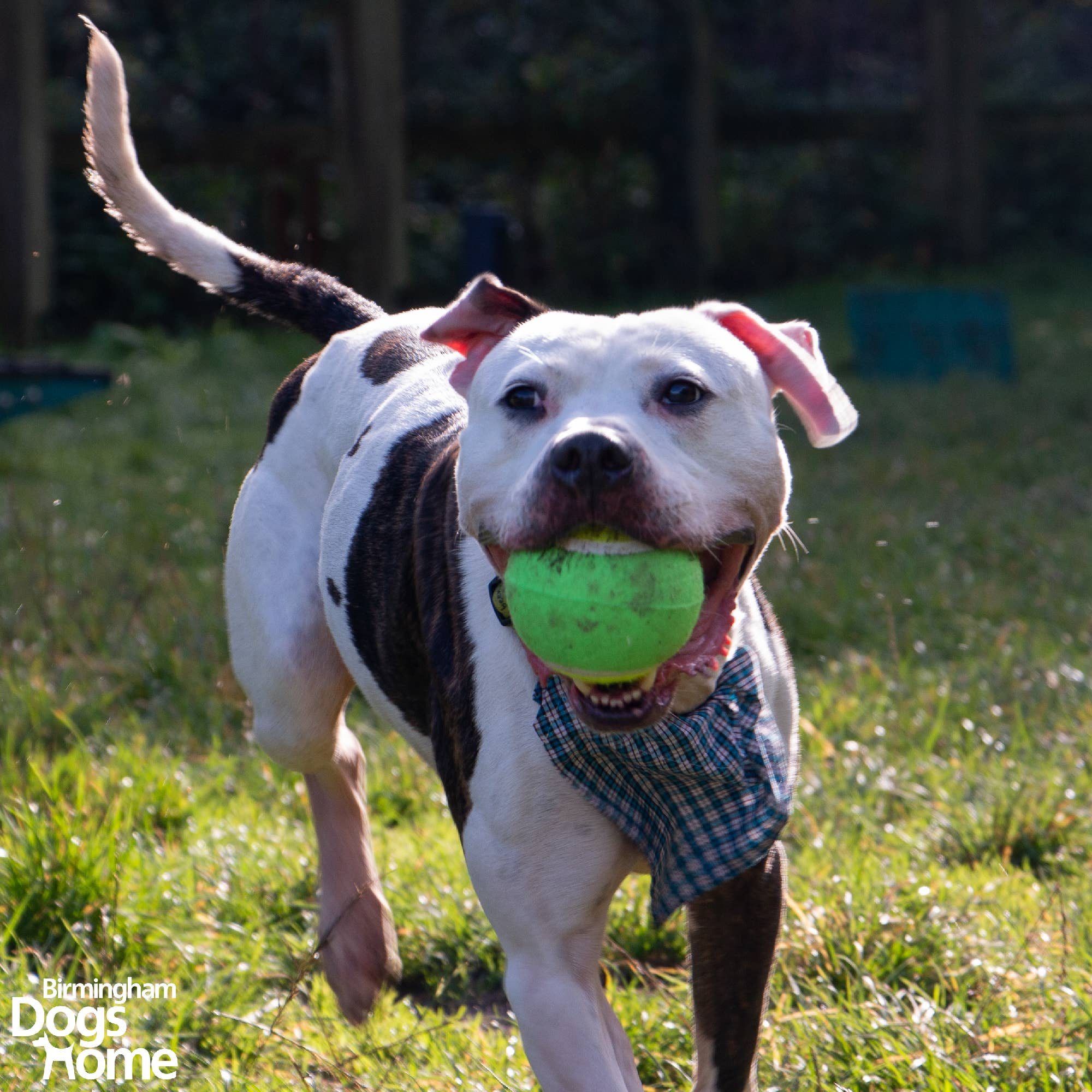 Mega Tennis Ball - Image 2