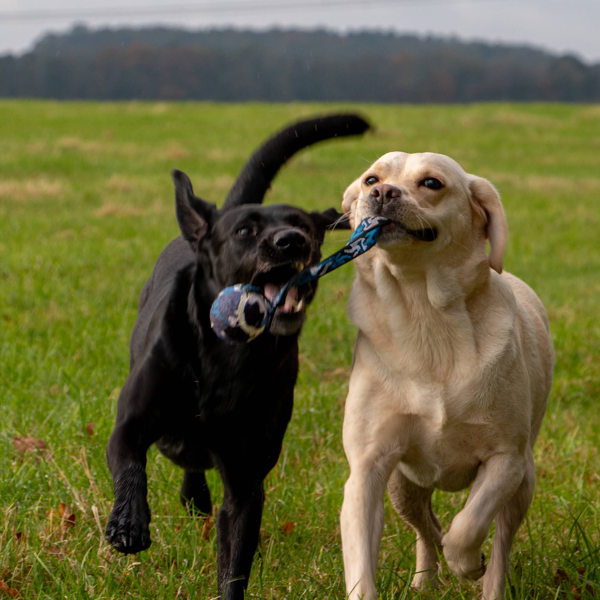 Playtime Chase- Tennis Ball With Strap - Image 3