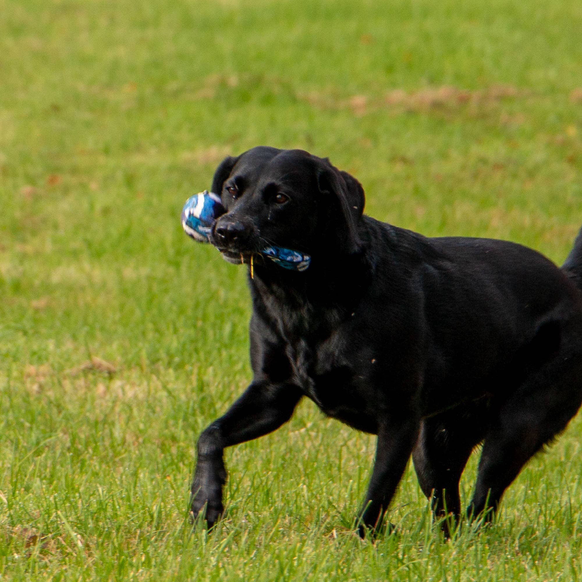 Playtime Chase- Tennis Ball With Strap - Image 4