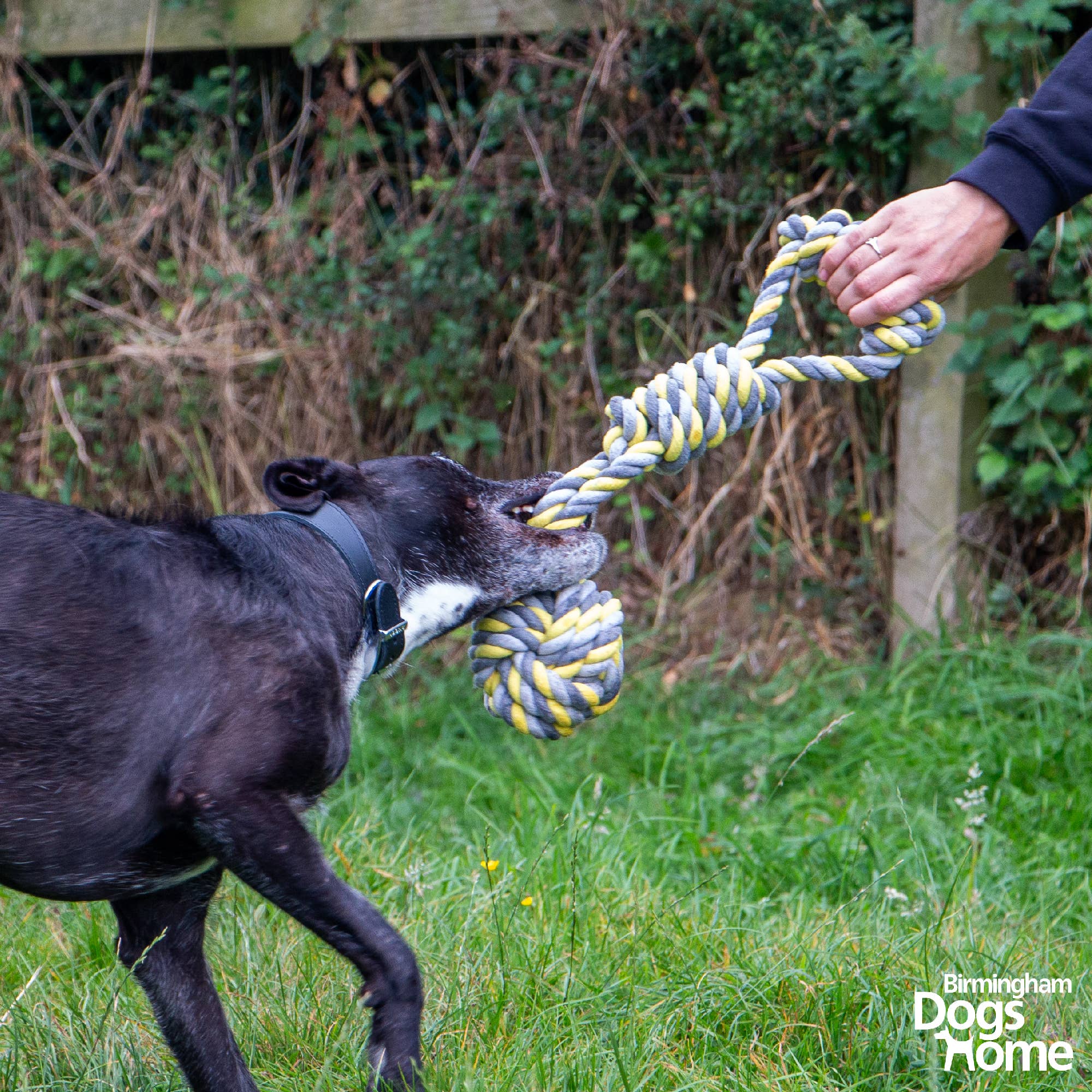 Playtime For Dogs - Jumbo Rope Tugger - Image 2