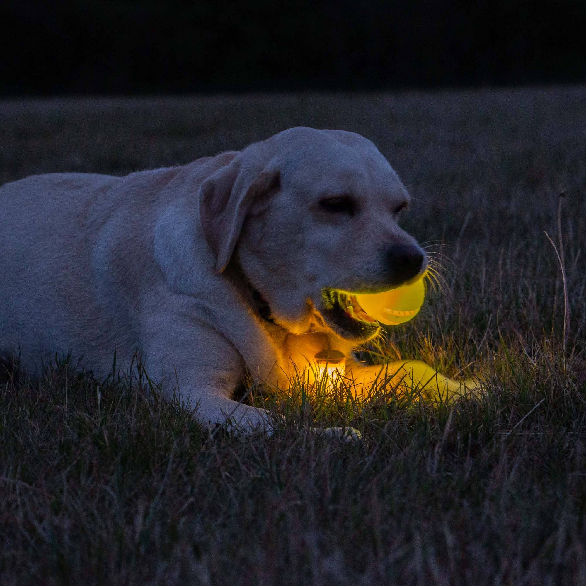 Rechargeable LED Dog Ball - Image 4