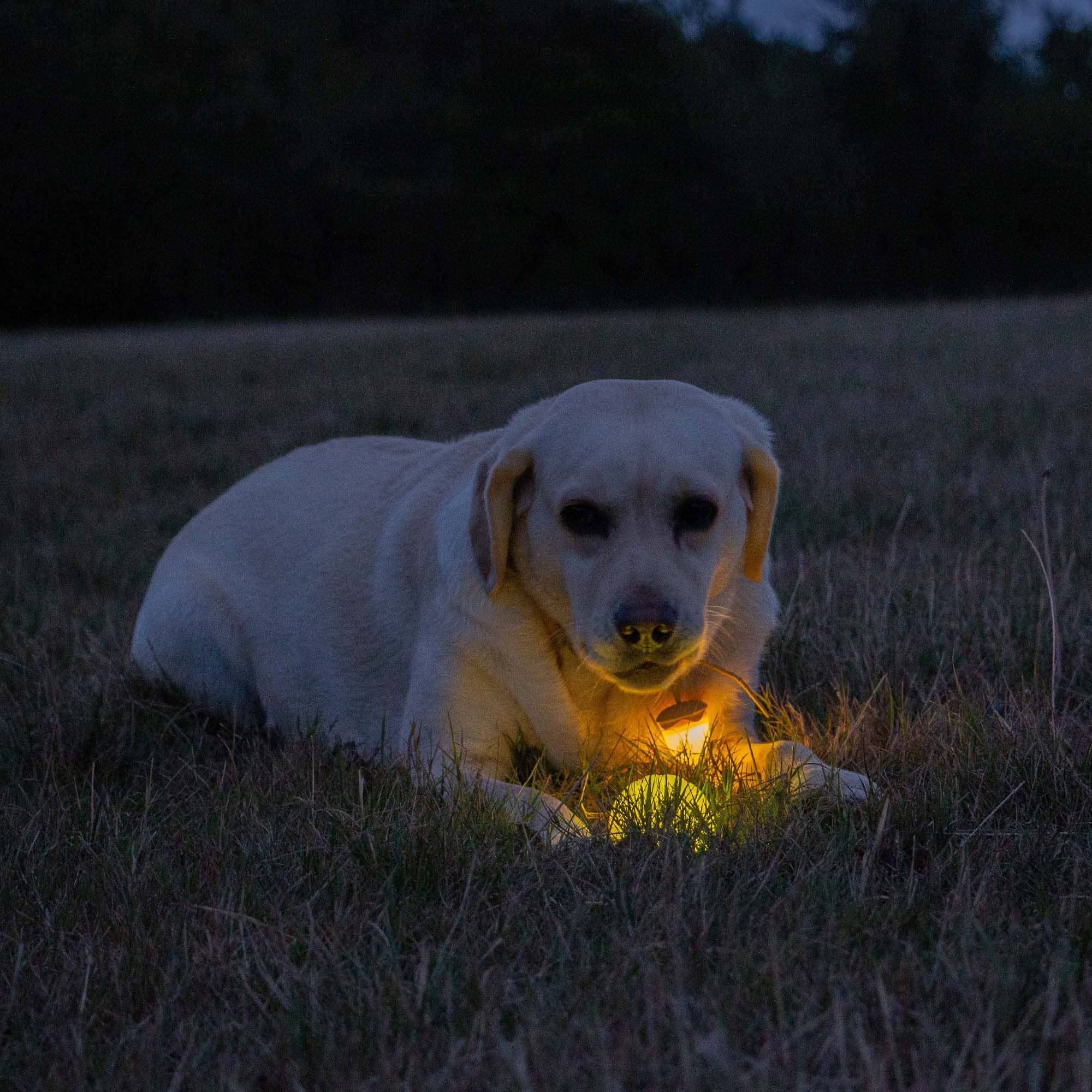 Rechargeable LED Dog Ball - Image 5