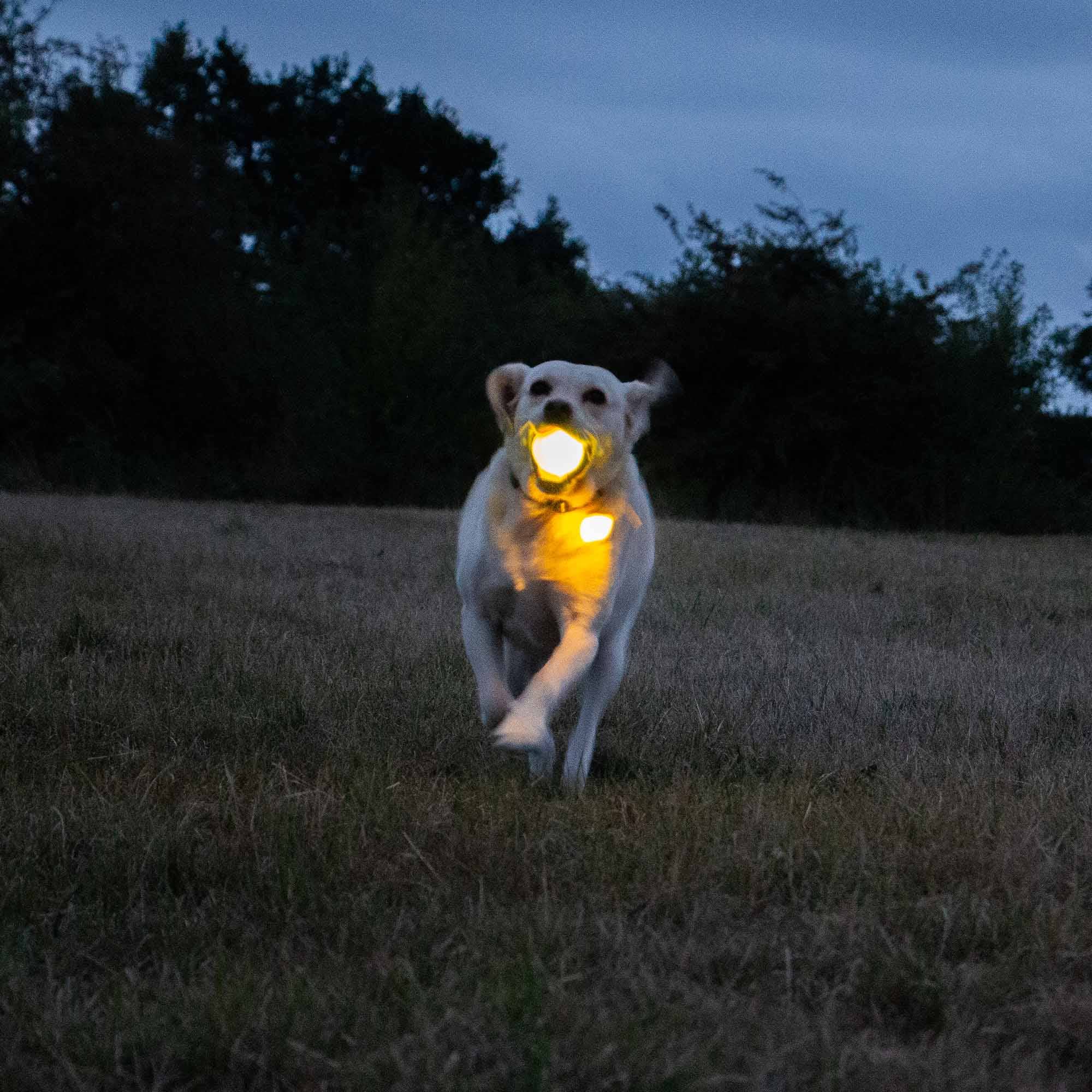 Rechargeable LED Dog Ball - Image 6