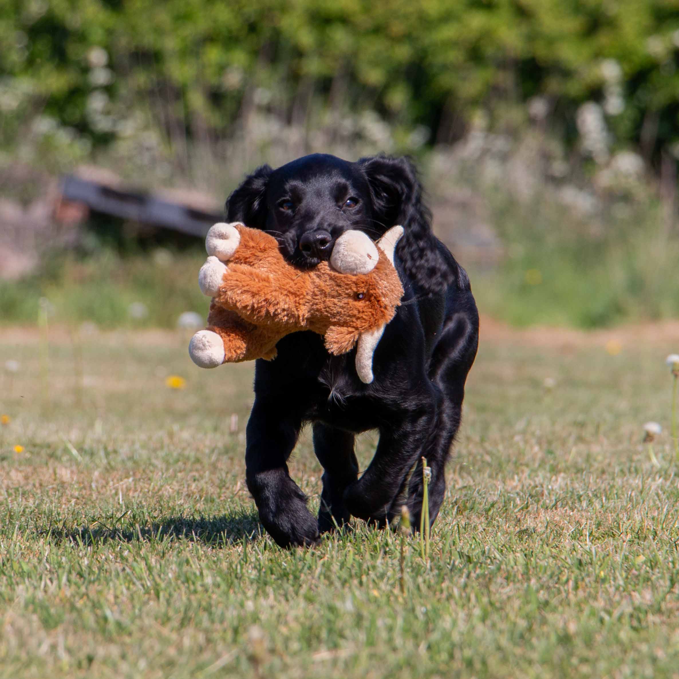 Small Bite Highland Cow For Puppies & Smaller Dogs - Image 6