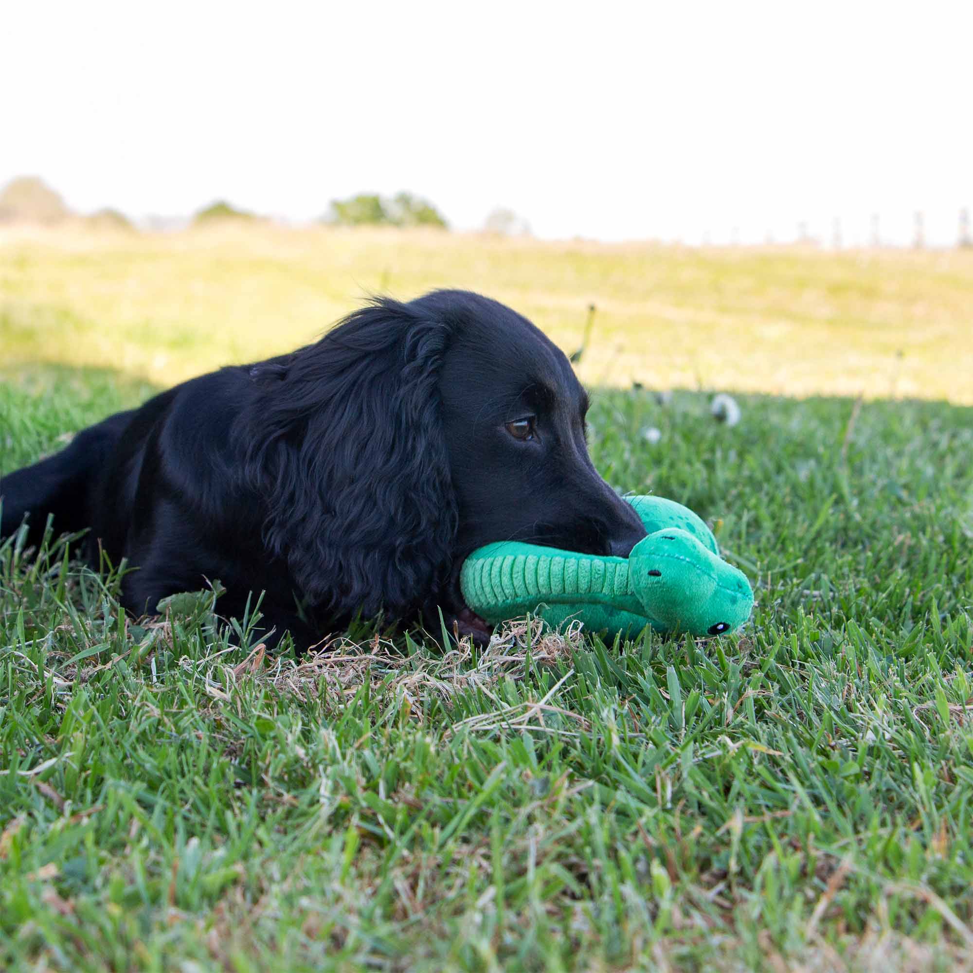 Small Bite Plush  Dino Toy for Puppies & Smaller Dogs - Image 6