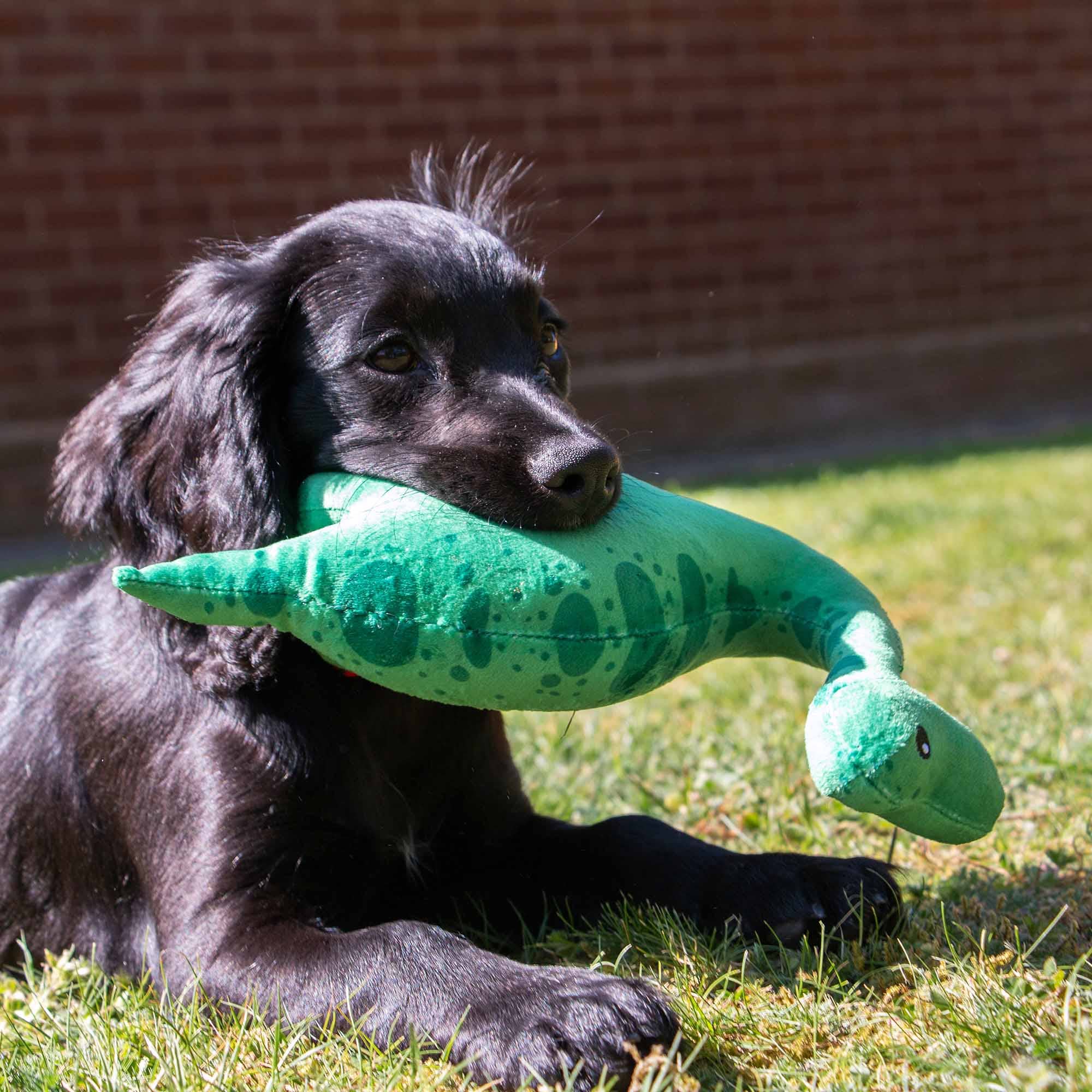 Small Bite Plush  Dino Toy for Puppies & Smaller Dogs - Image 7