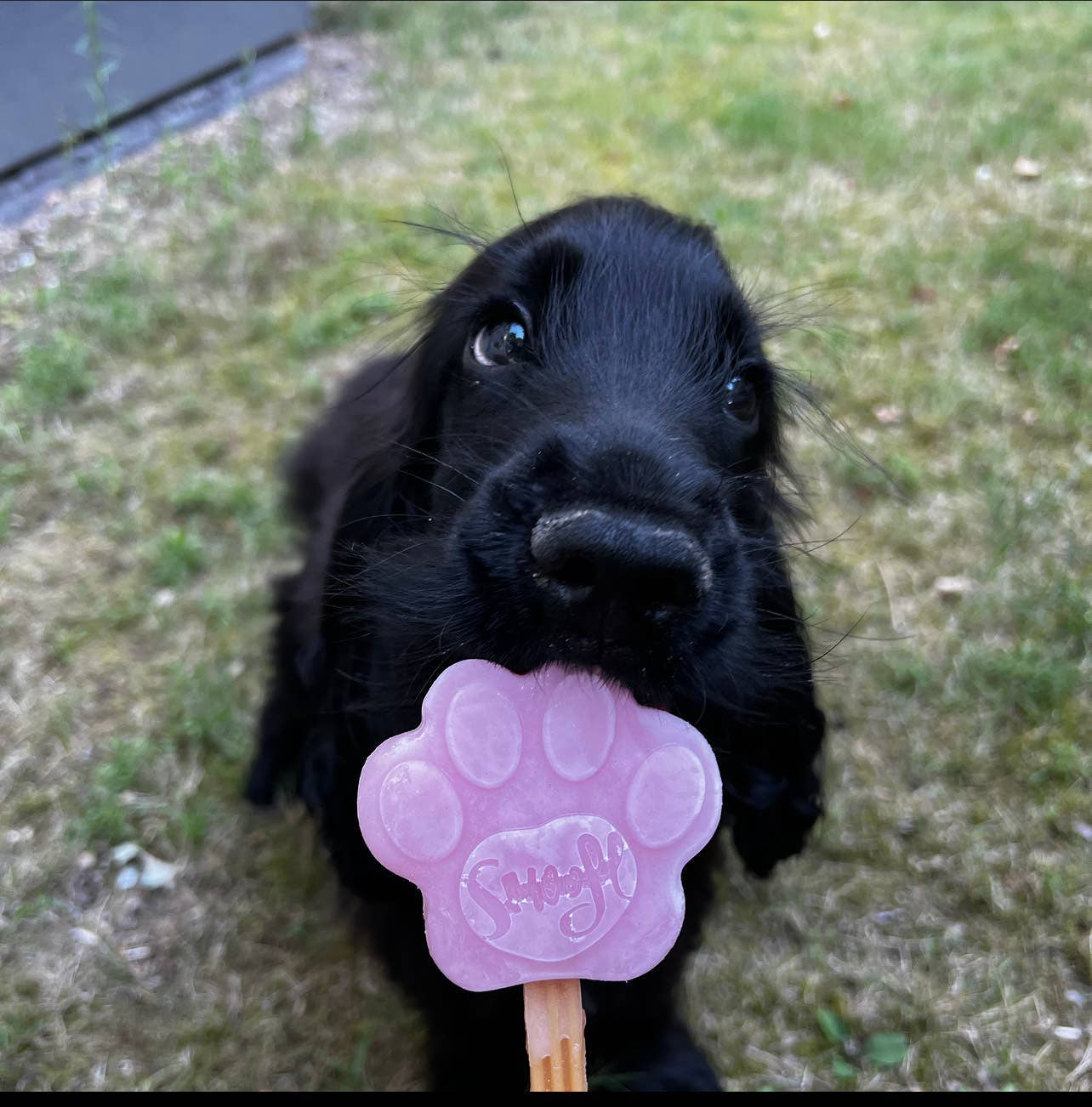 Strawberry Mix for Dog Ice Cream - Image 8