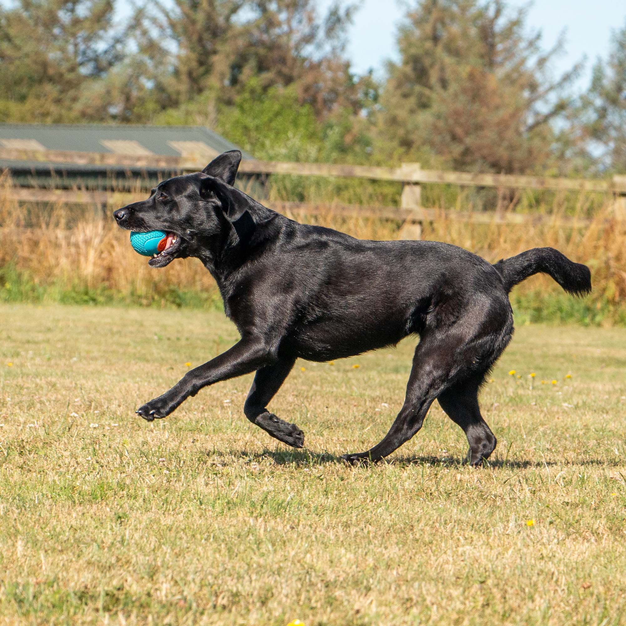 Tough Rubber Ball - Image 3