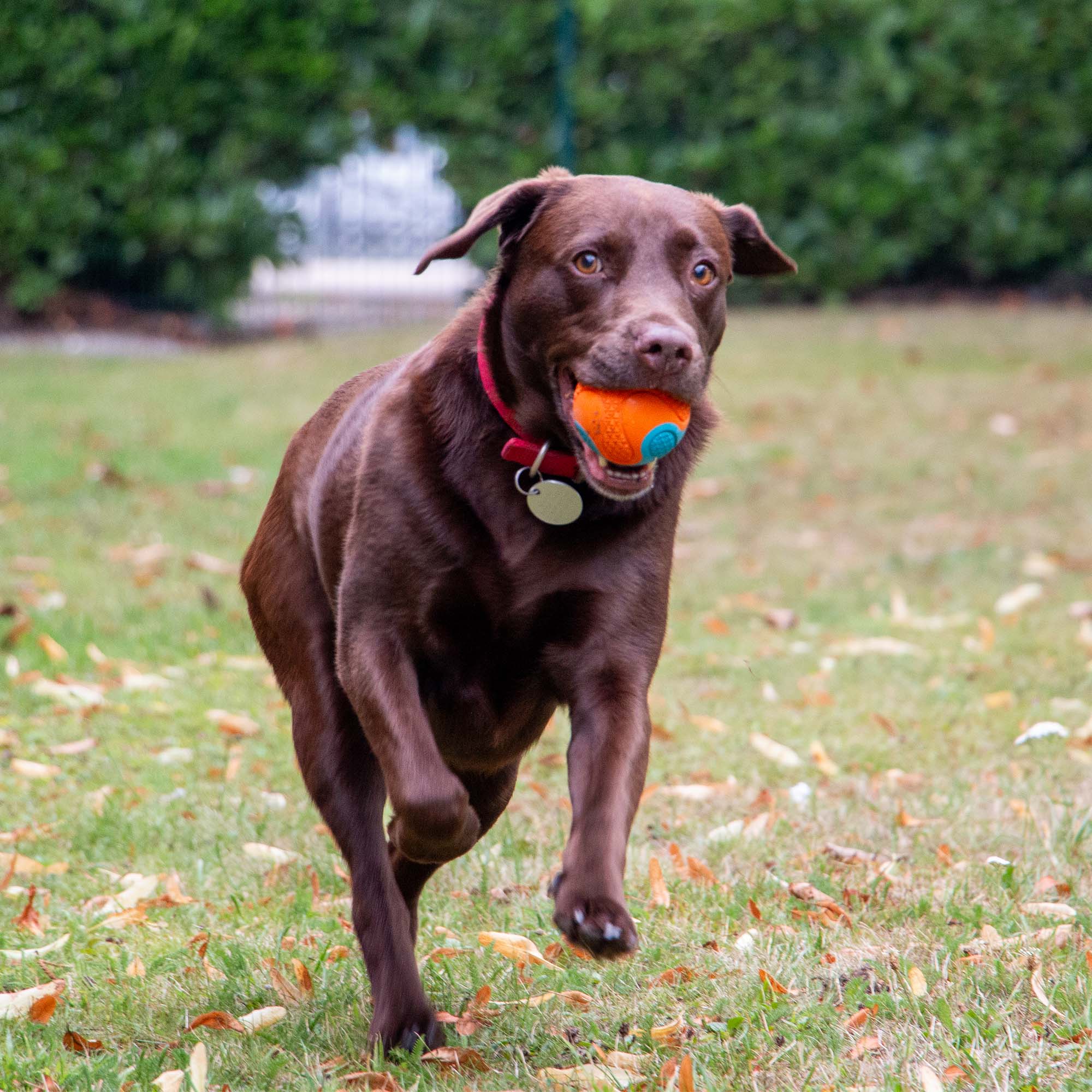 Tough Rubber Ball - Image 4